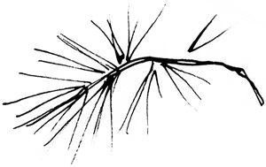 Black and white sketch of a branching tree diagram with multiple lines extending from a central stem, representing evolutionary relationships—much like a thoughtfully sourced Farm to Table Menu Vermont, with ingredients branching from local origins.