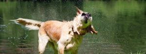 A golden retriever shakes off water, sending droplets flying as it stands near the Stowe Recreation Path, with a green, blurred background likely beside a lake or pond.