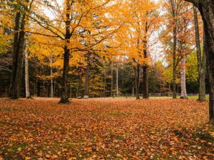 Trees with bright orange and yellow autumn leaves stand in a park, embodying the beauty of Autumn in New England. The ground is covered in fallen leaves, and a wooden fence borders this peaceful, wooded area.