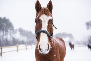 A brown horse with a white stripe on its face stands in a snowy outdoor setting, wearing a black halter. Snowflakes are falling as if ready for cross country skiing, with trees and fences blurred in the background.