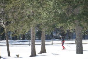 A person in red pants is cross country skiing through a snowy, tree-lined area on a sunny day, with tall evergreen trees and a wooden fence in the background.