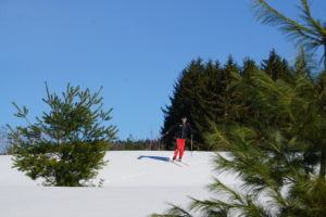 A person wearing red pants and a black jacket enjoys cross country skiing on a snowy landscape, surrounded by green pine trees under a clear blue sky.
