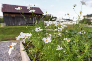White wildflowers in bloom with a weathered wooden barn blurred in the background, set on a rural Vermont vacation landscape of green grass and a partly cloudy sky. The flowers are in sharp focus, evoking peaceful countryside charm.