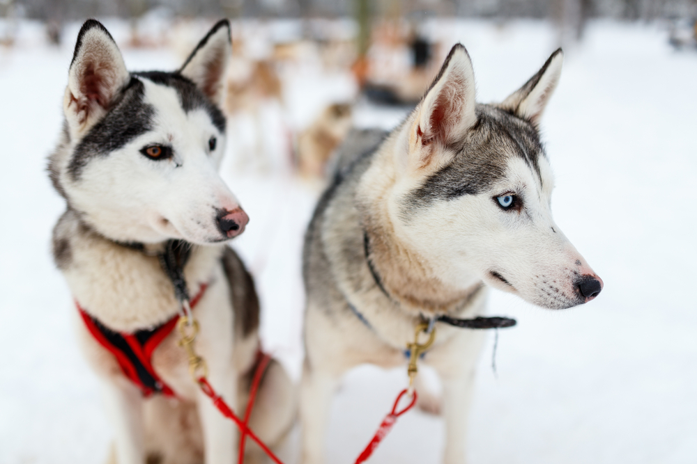 Dog Sledding near Me A Top Secret Green Mountain Hidden Gem