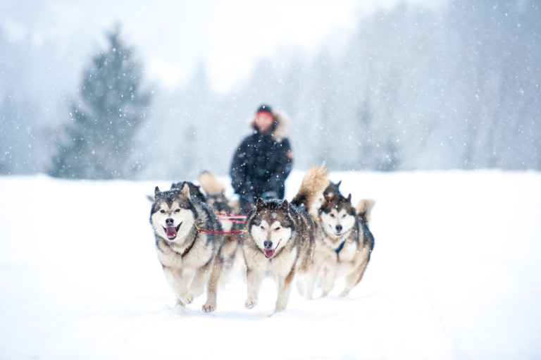 Dog Sledding near Me Edson Hill