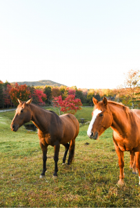Two brown horses stand on green grass in a field at Edson Hill - Stowe Vermont Inn, with colorful autumn trees and distant hills in the background under a clear sky.