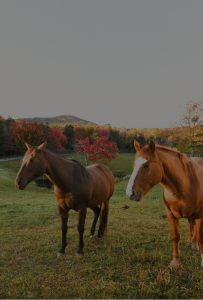 Two brown horses stand on a grassy field at Edson Hill - Stowe Vermont Inn, with colorful autumn trees and distant hills in the background under a clear sky.