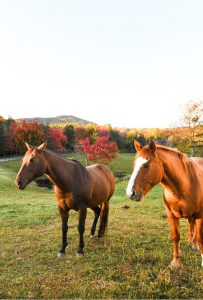 Two brown horses stand on a grassy field at Edson Hill - Stowe Vermont Inn, with autumn trees and distant hills in the background, bathed in warm sunlight under a clear sky.