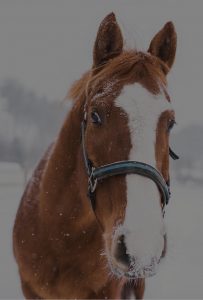 A close-up of a brown horse wearing a halter, with snow covering its nose and parts of its face, stands outdoors on a snowy, overcast day at Edson Hill - Stowe Vermont Inn.