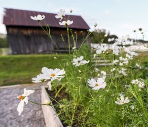White wildflowers bloom in the foreground of a rural scene, with a weathered wooden barn and grassy area in the background under a partly cloudy sky—perfect for capturing nature’s beauty in seasonal photo packages.