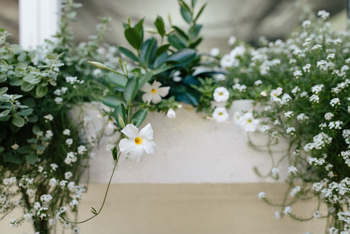 Window Boxes