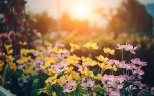 A sunlit garden with pink and yellow flowers in bloom, bathed in warm, golden sunlight. The background is softly blurred, emphasizing the vibrant colors and delicate petals of the flowers in the foreground.