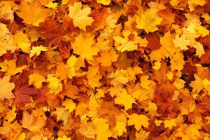 A dense layer of autumn maple leaves in shades of yellow, orange, and brown covering the ground.