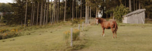 A brown horse stands in a grassy field near a wooden shed, bordered by trees and a post fence with wildflowers—perfect scenery for your next visit. For details, find the Edson Hill Contact Information.