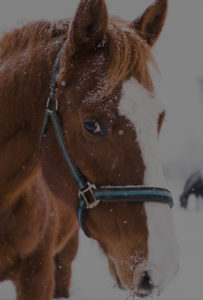 A close-up of a brown horse with a white blaze, wearing a teal halter, stands outdoors in falling snow at Edson Hill - Stowe Vermont Inn. The background is blurred, with another horse visible.