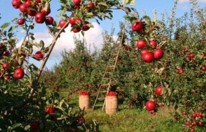 A sunny apple orchard with trees full of ripe red apples, a wooden ladder leaning against a tree, and two wooden baskets filled with apples on the grass. Blue sky and clouds are visible in the background.