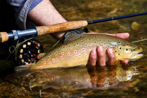 A person holds a freshly caught brown trout above shallow water, with a fly fishing rod and reel resting on their wrist. The fish has distinctive spots and is partially submerged, capturing the essence of an unforgettable watersports experience.